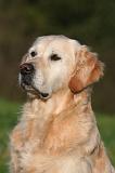 GOLDEN RETRIEVER 1061